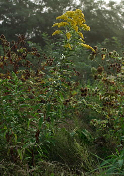 Solidago gigantea